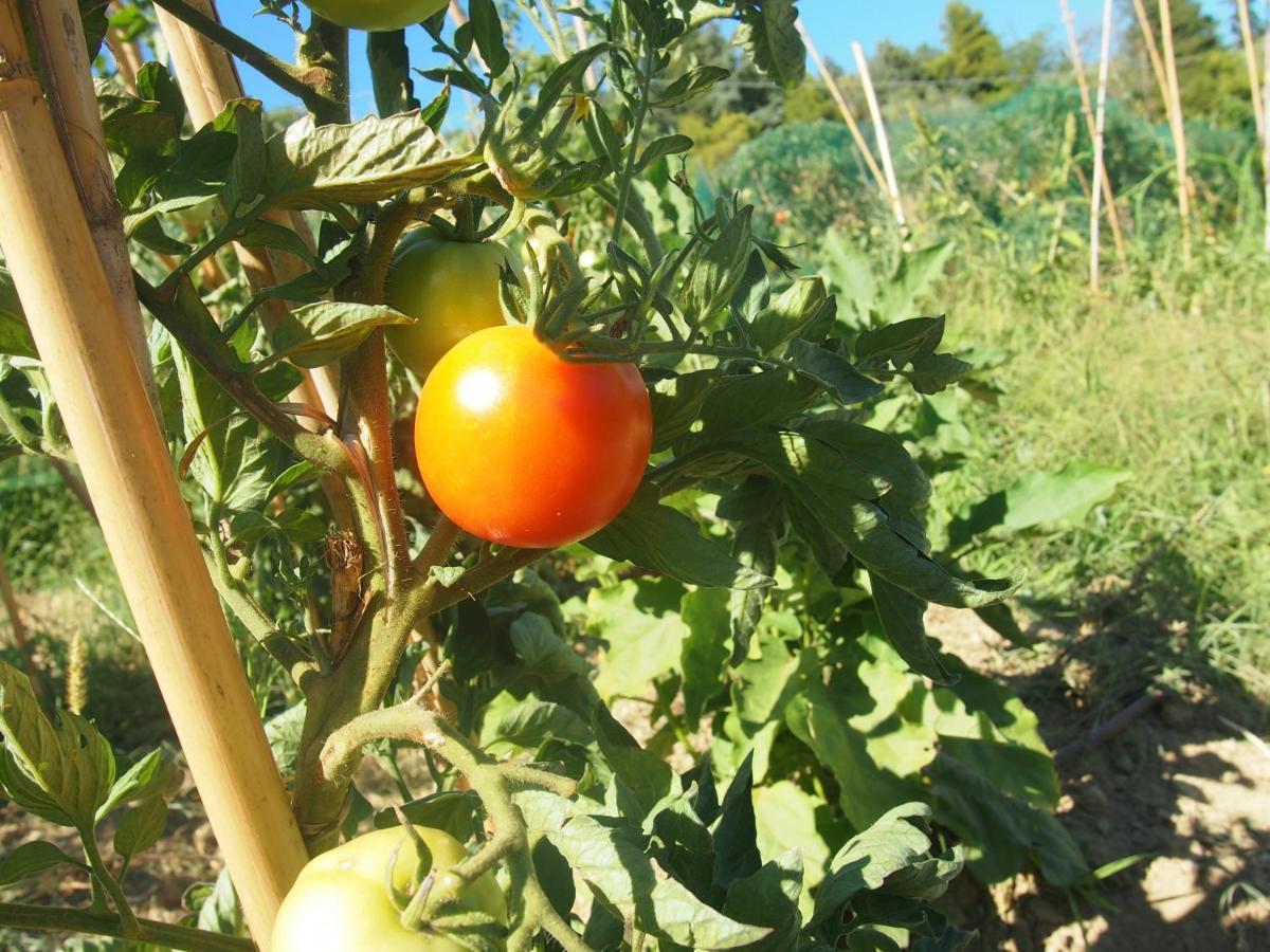 Agriturismo Ardizio 43 Pesaro Zewnętrze zdjęcie