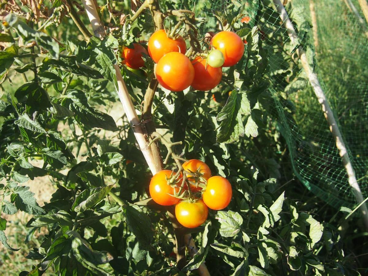 Agriturismo Ardizio 43 Pesaro Zewnętrze zdjęcie